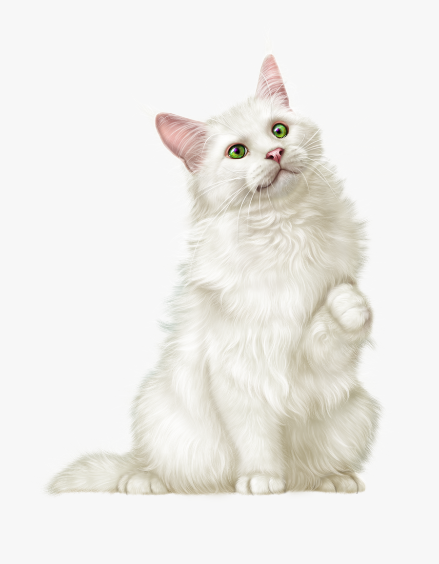 Transparent Persian Png - Cat, Transparent Clipart