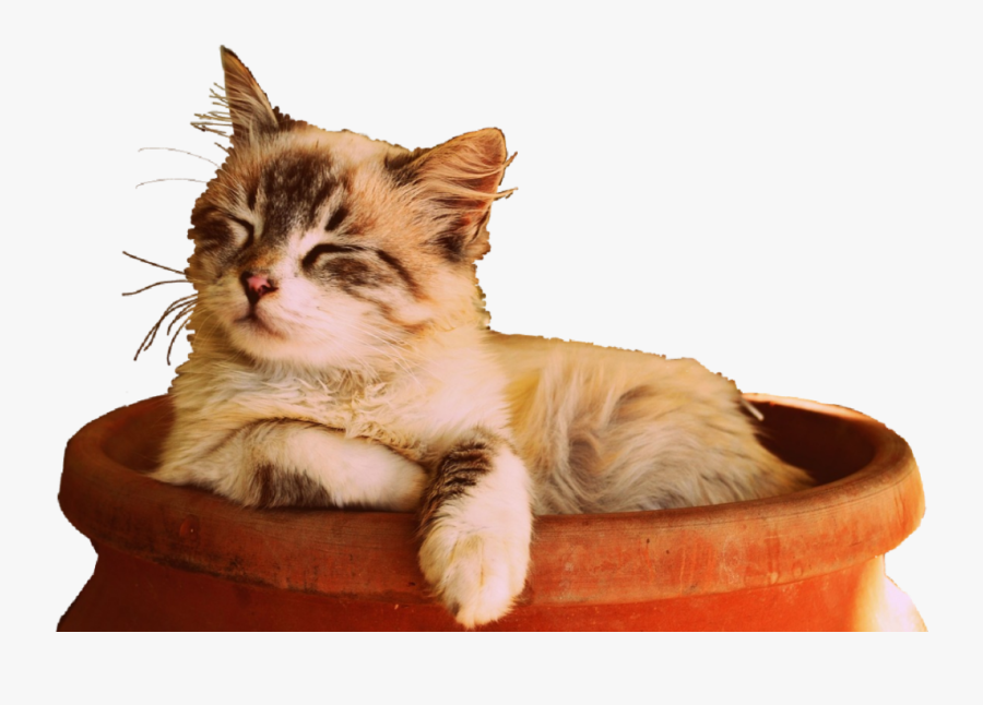 #cat #sun #sleep #cute #kitten #sleepingcat - Lovely Adorable Cute Kittens, Transparent Clipart