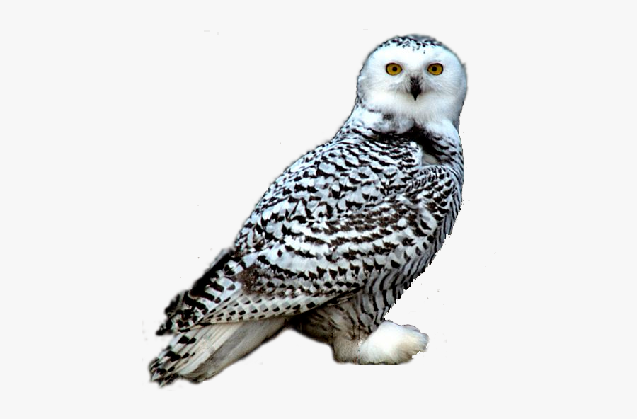 Snowy Owl Night Owl Clipart - Snowy Owl Transparent Png, Transparent Clipart