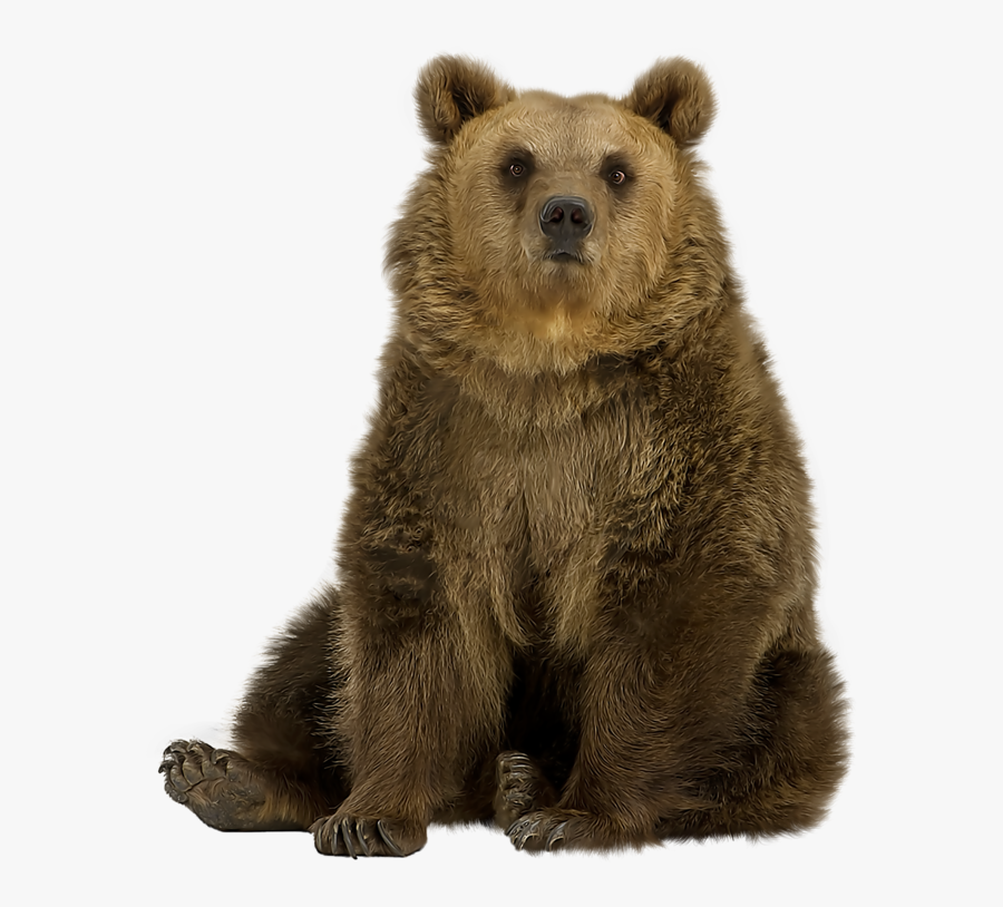 Brown Bear Png - Imagen De Un Oso, Transparent Clipart