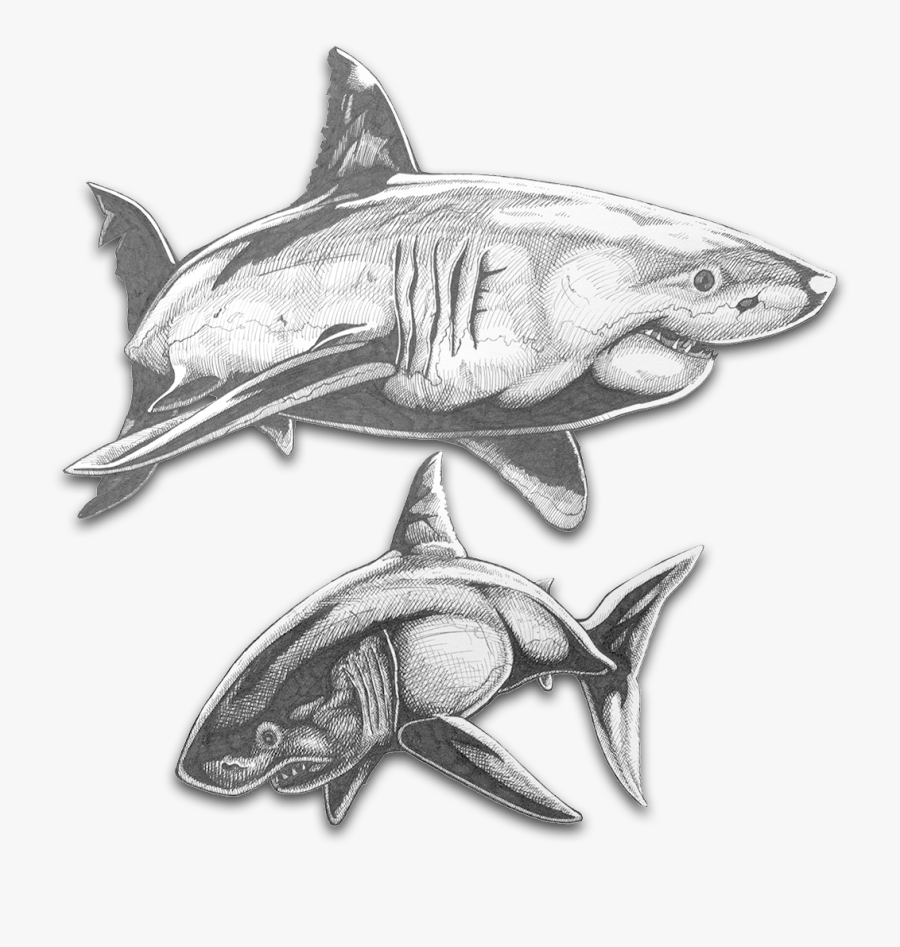Transparent Shark Clipart Black And White - Great White Shark, Transparent Clipart