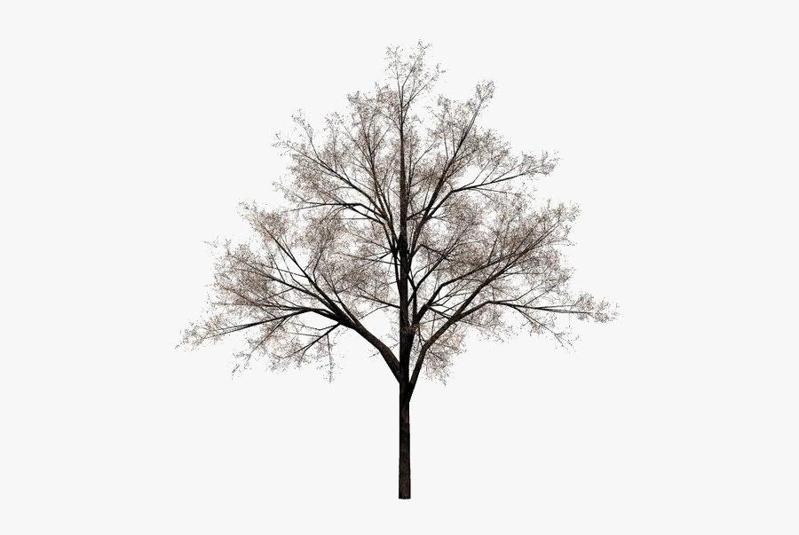 Tree Stock Photography - Oak, Transparent Clipart