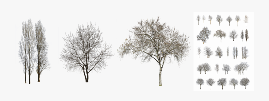 Transparent Aerial Tree Png - Oak, Transparent Clipart