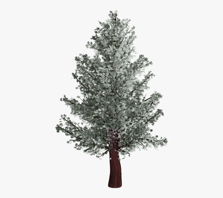 Winter Pine Tree Trunk Png - Pino En Invierno Png, Transparent Clipart
