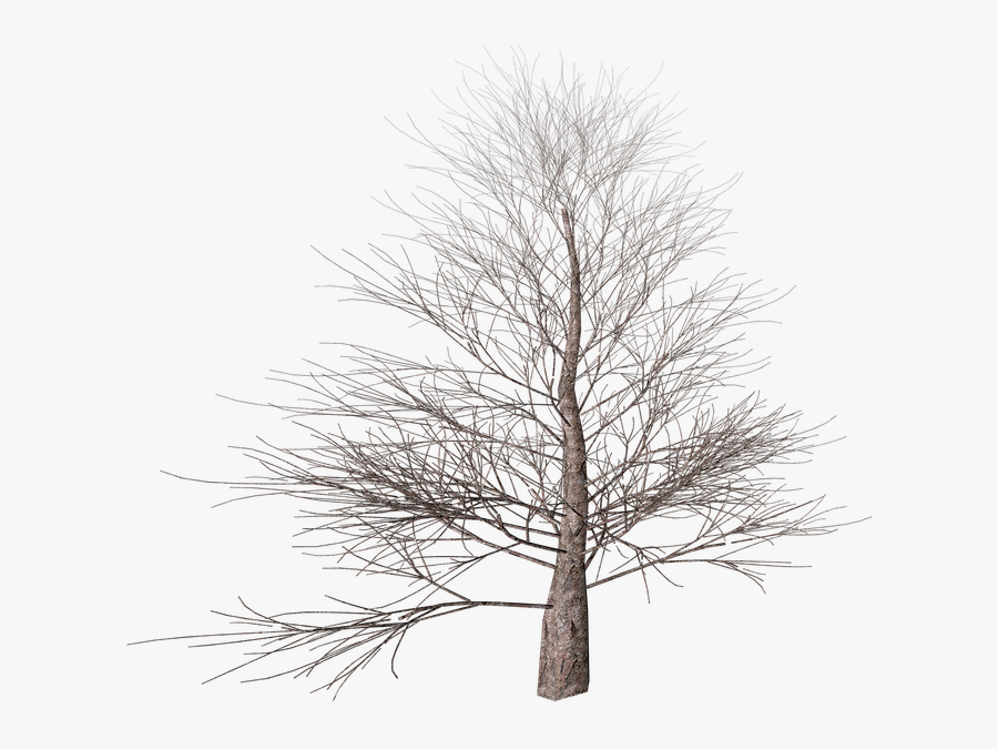 Transparent White Tree Png - Winter Tree Transparent Background, Transparent Clipart