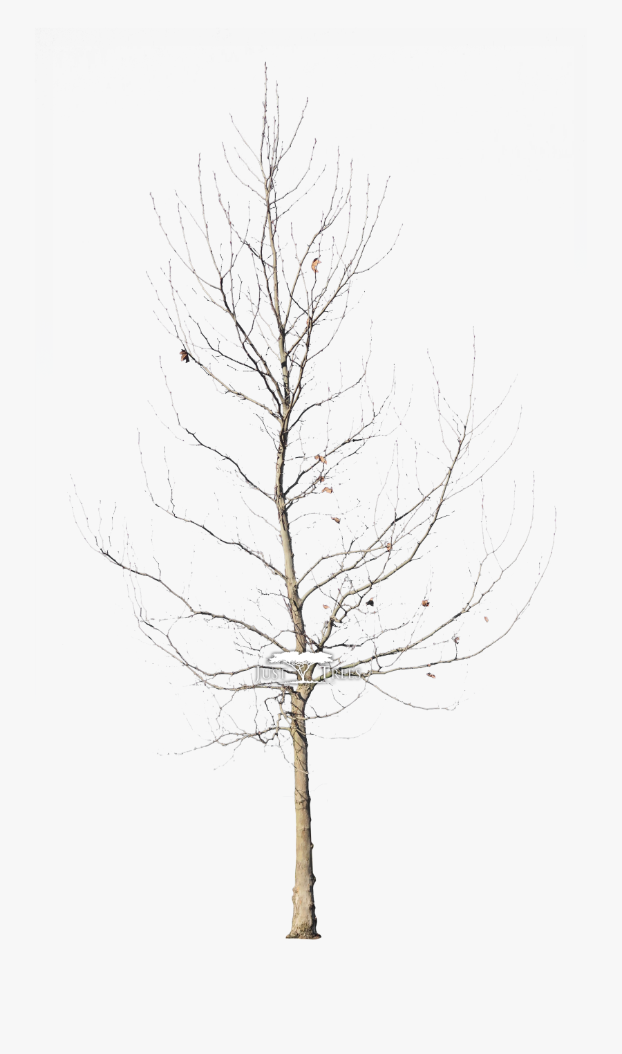 London Plane Tree Winter Png , Free Transparent Clipart - ClipartKey