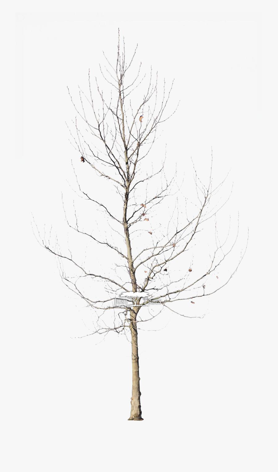 London Plane Tree Winter Png, Transparent Clipart