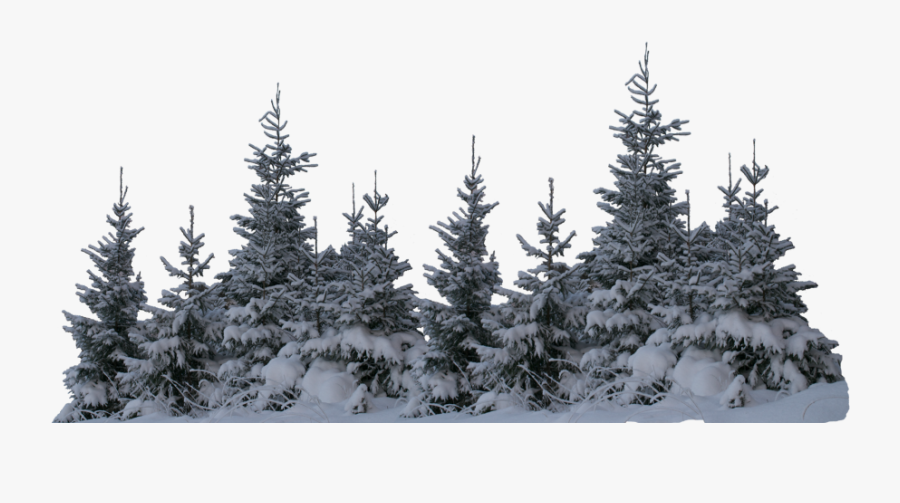 #ftestickers #winter#snow #forest#trees #freetoedit - Transparent Snow Tree Png, Transparent Clipart