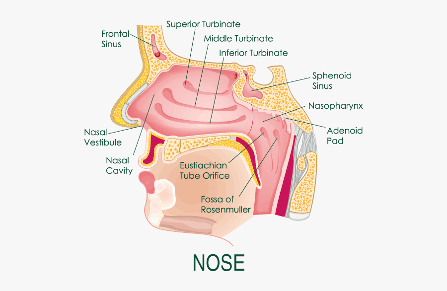 Anatomy Of Tweetboard Trinity - Parts Of The Nose Hd, Transparent Clipart