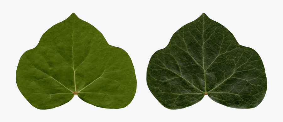 Common Ivy Leaf Poison Ivy Plant - Ivy, Transparent Clipart