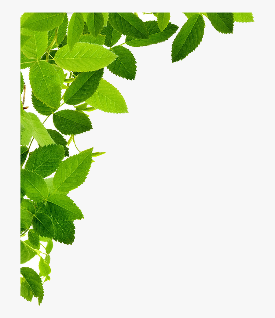 Transparent Ivy Leaf Clipart - Transparent Leaves Png, Transparent Clipart