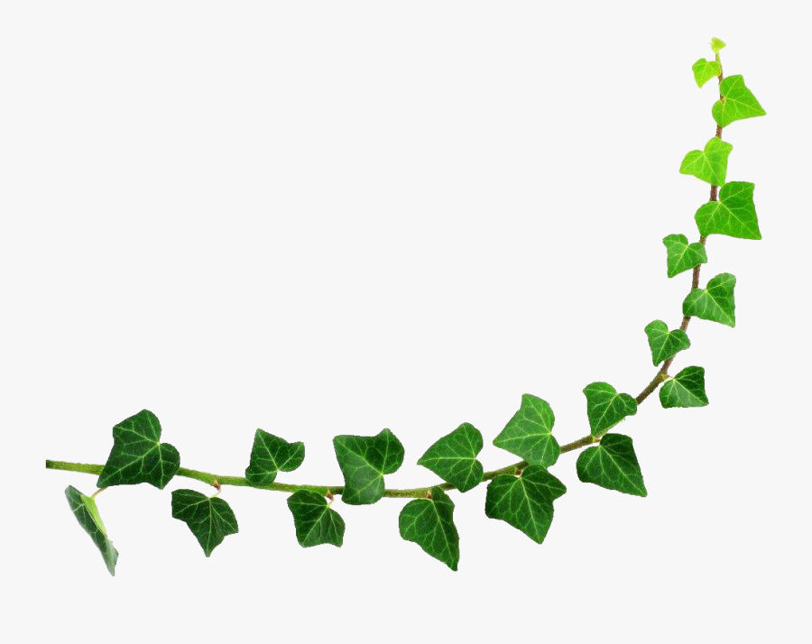 Transparent Ivy Leaf Png - Cartoon Flower Semi Circle, Transparent Clipart