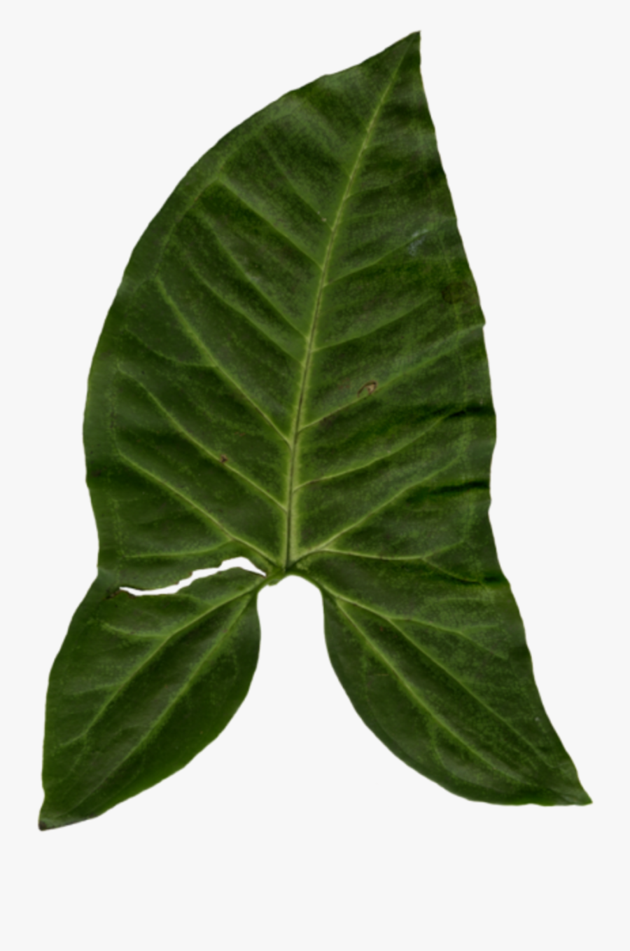 Swamp Chestnut Oak - Beech, Transparent Clipart