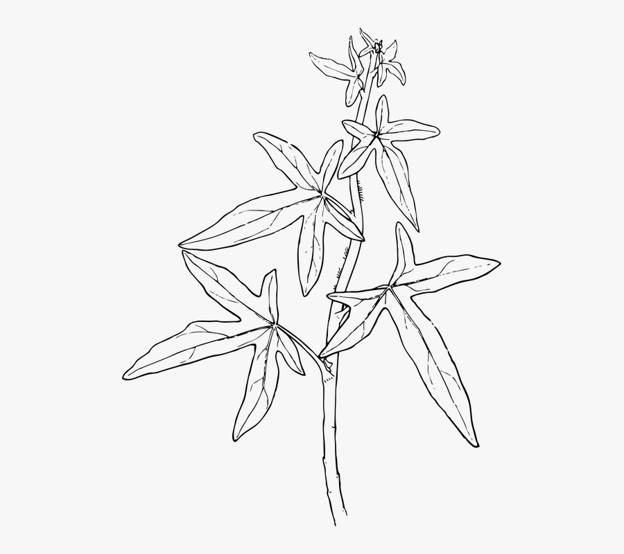 Ivy, Leaves, Branch, Plant, Foliage, Creeper - Drawing Of Medicinal Plants, Transparent Clipart