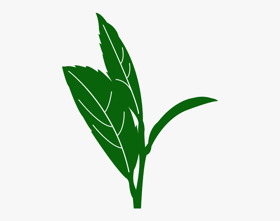 Green Tea Leaves Vector, Transparent Clipart