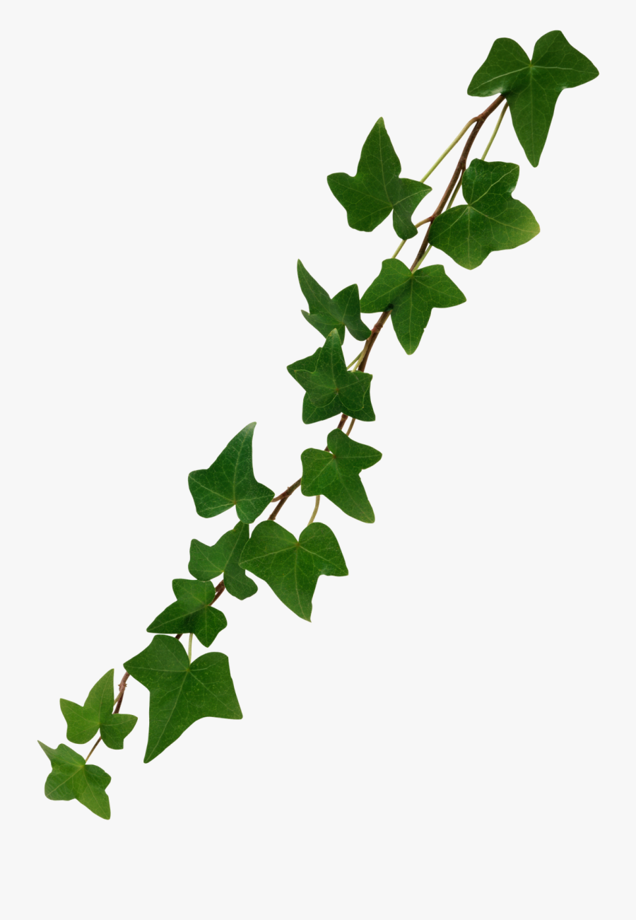 Ivy Leaf Png - Transparent Background Ivy Vine Png, Transparent Clipart