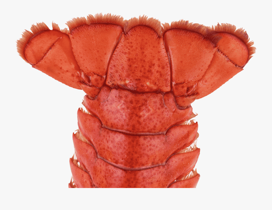 American Lobster, Transparent Clipart
