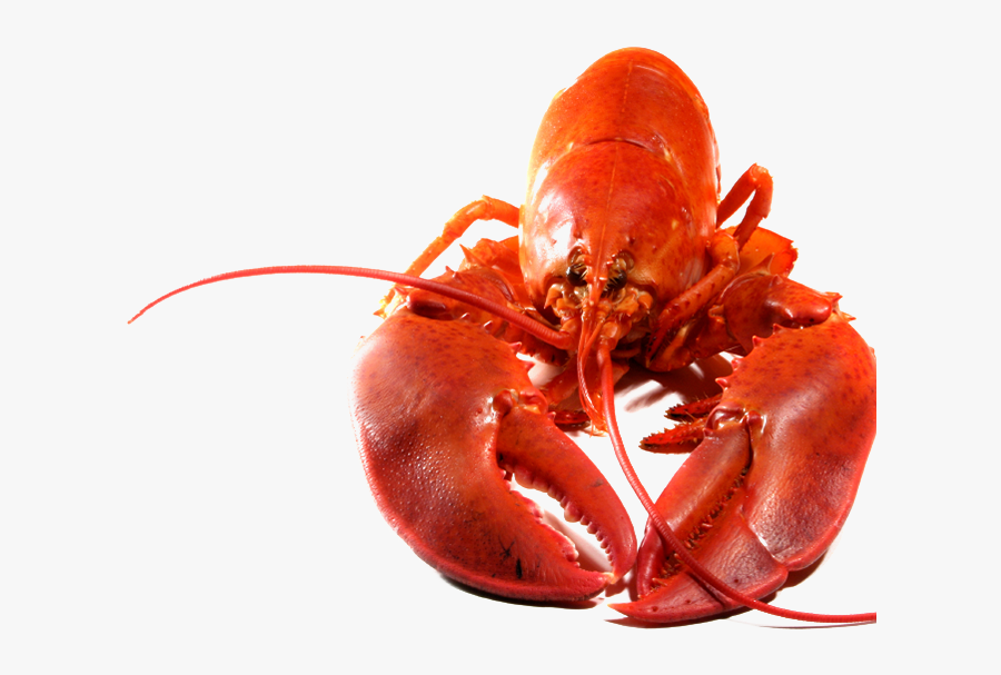 Lobster Png, Transparent Clipart