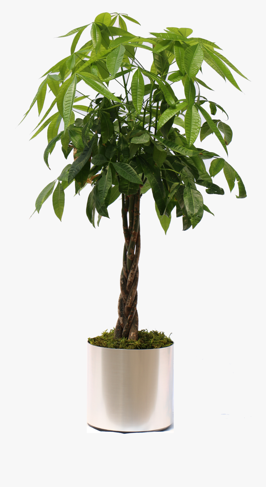 Transparent Plant Png - Money Tree Plant Transparent, Transparent Clipart