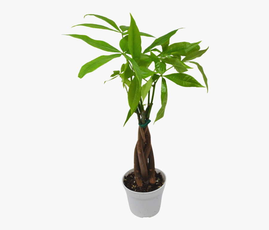 Money Tree "guiana Chestnut - Dracena Rodzaje, Transparent Clipart