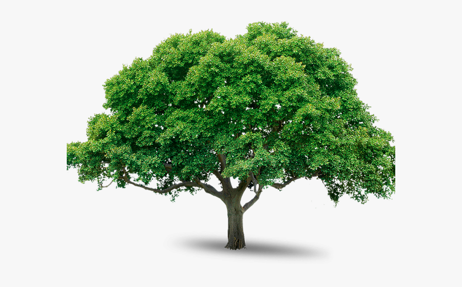 Leadership Academy Tyler Tx, Transparent Clipart