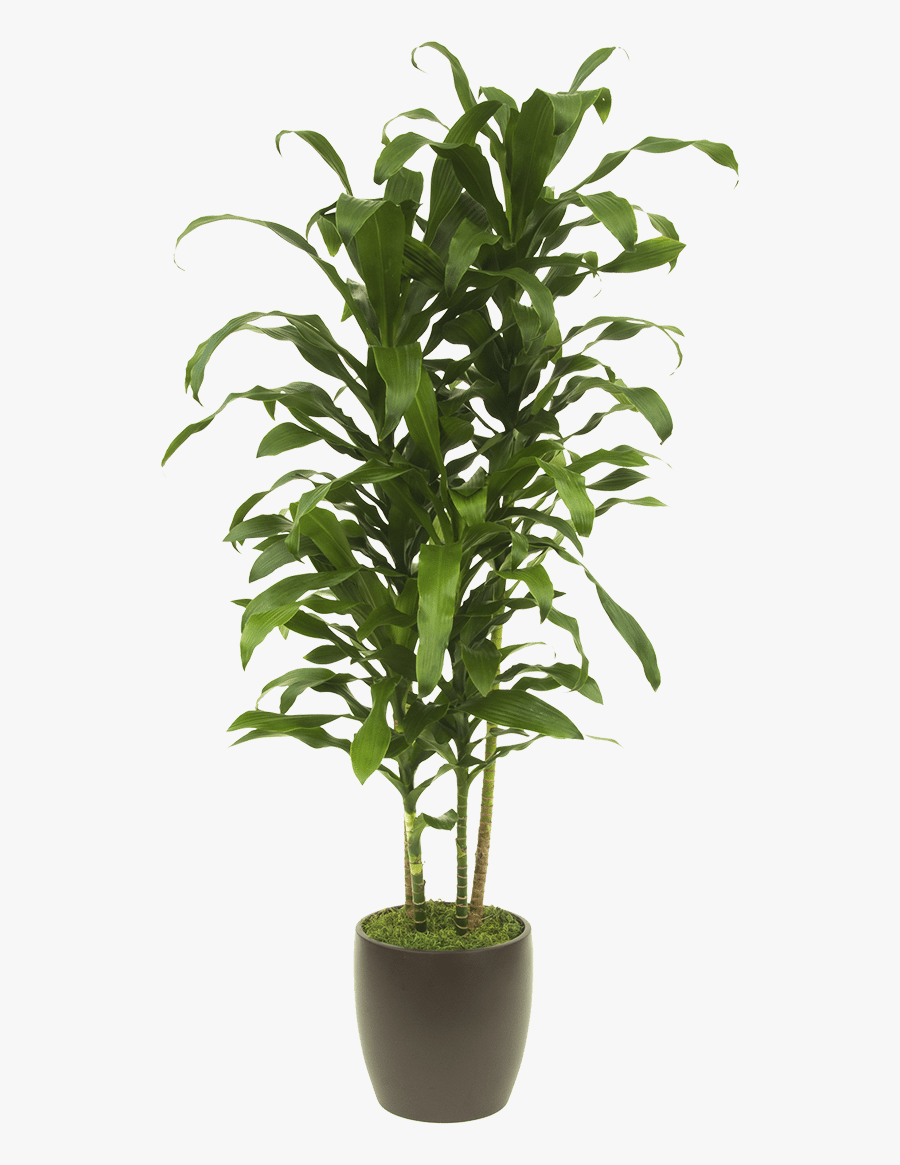 Plant Pictuers Clipart Images Gallery For Free Download - Tall House Plant Png, Transparent Clipart