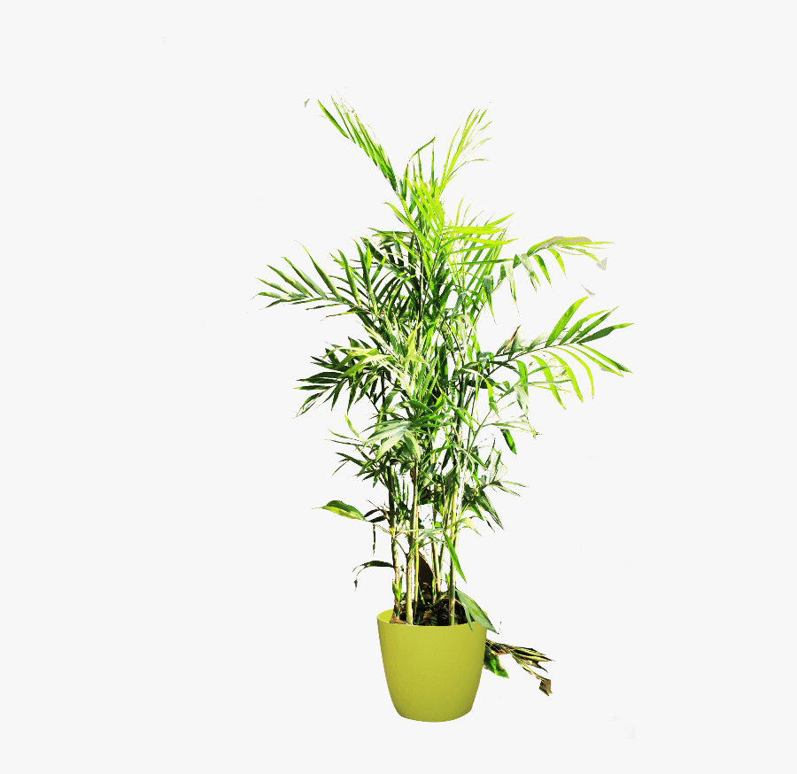 10 Attaractive And Beautiful Indoor Green Plants In - Houseplant, Transparent Clipart