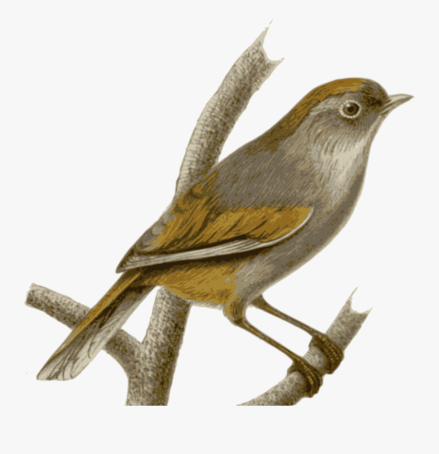 Peru Clipart Free For Download - Transparent Nightingale Clipart, Transparent Clipart