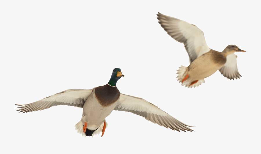 Transparent Duck Hunting Clipart - Duck Flying Transparent Background, Transparent Clipart