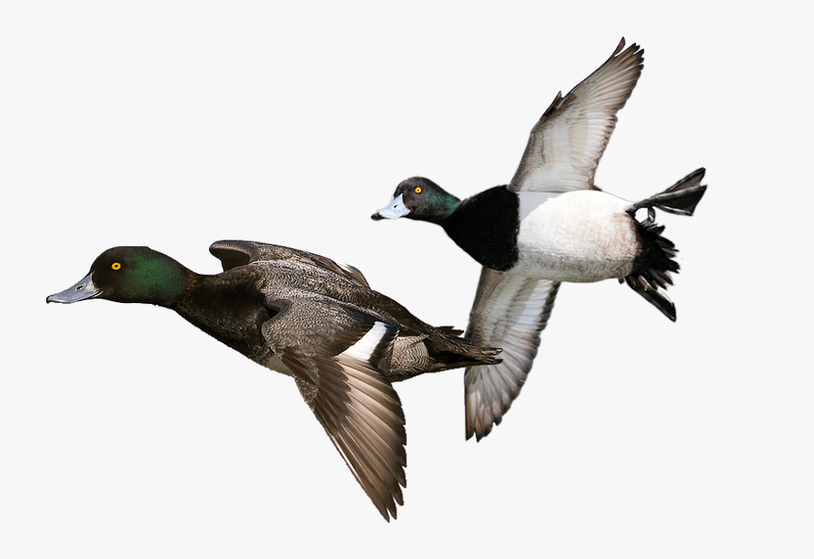 Duck Hunt Duck Png - Diver Duck, Transparent Clipart