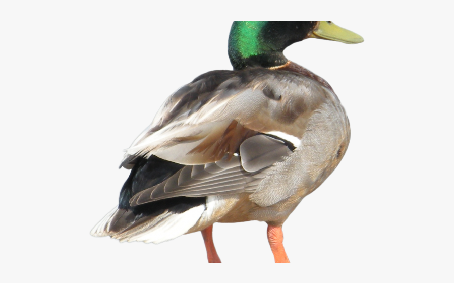 Duck Png Transparent Background, Transparent Clipart