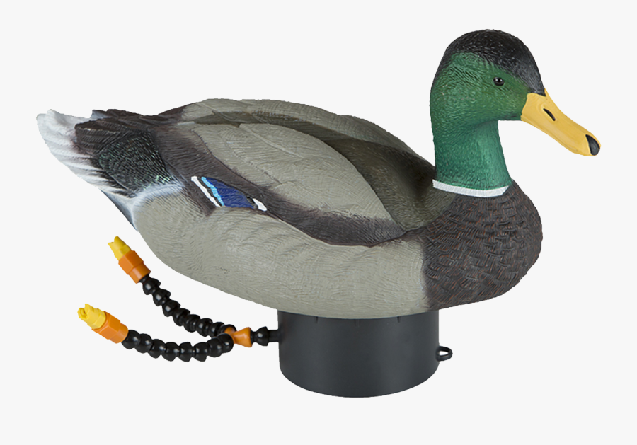 Duck, Transparent Clipart