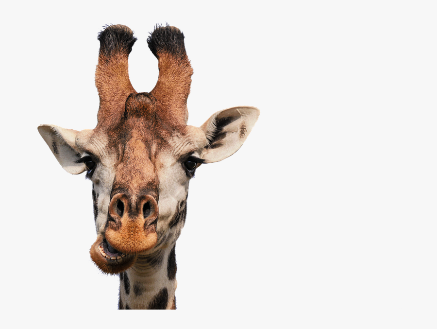 Giraffe, Head, Isolated, Eat, Chew, Funny, Mammal - Psn Giraffe Avatar, Transparent Clipart