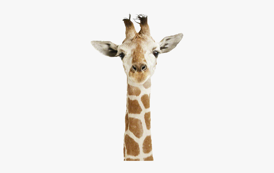Clip Art Baby Animal Portraits - Giraffe Head Png, Transparent Clipart