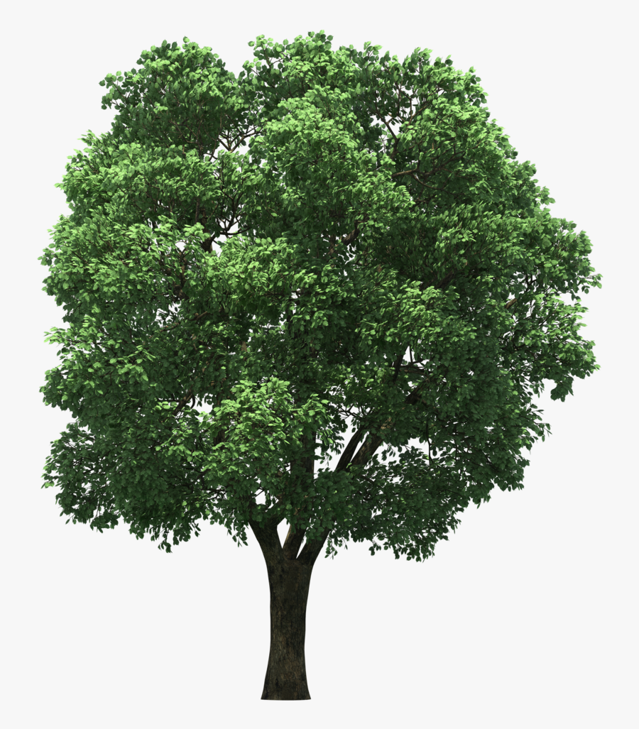 Arecaceae Top Tree Hd Image Free Png Clipart - Tree For Post Production, Transparent Clipart