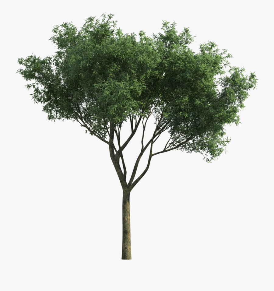 Garden For Tree Tortilis Green Photoscape Vachellia - Tree, Transparent Clipart