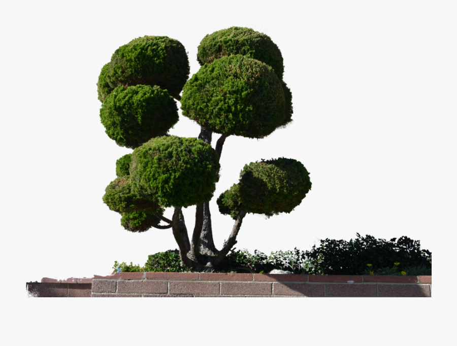 #mq #bush #bushes #tree #trees #nature #garden #wall - Round Trees Png, Transparent Clipart