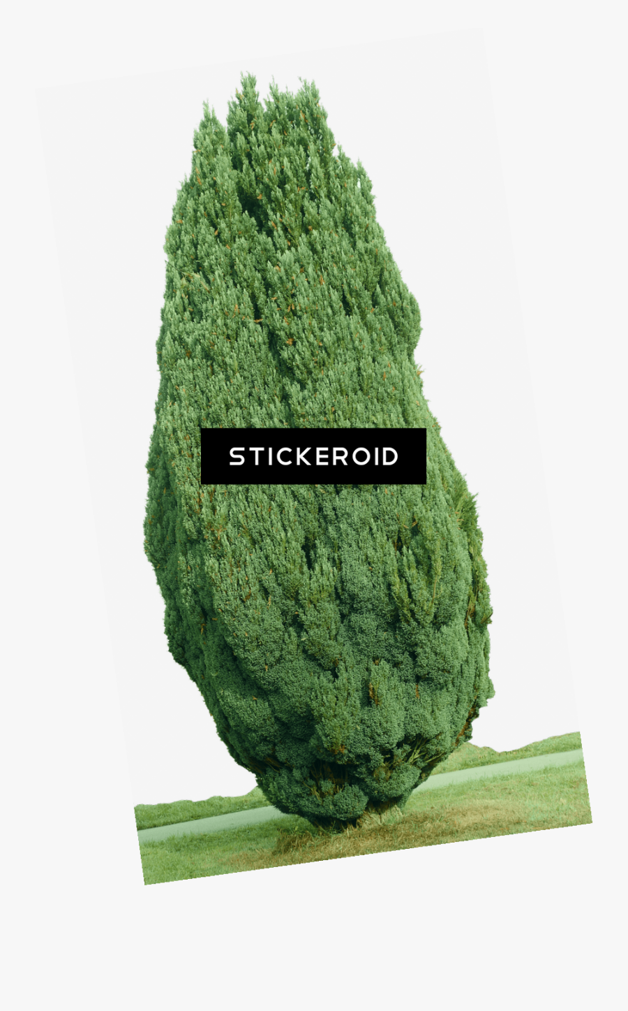Cypress Tree Png - Imagenes De Arboles De Cipres, Transparent Clipart