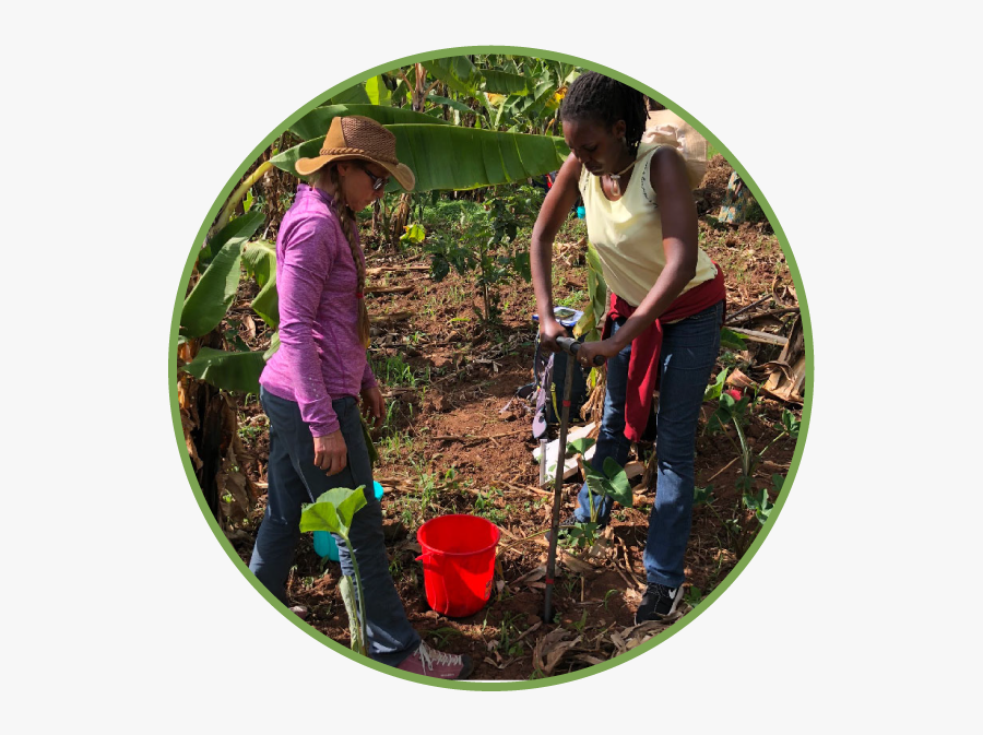 Image - Plantation, Transparent Clipart