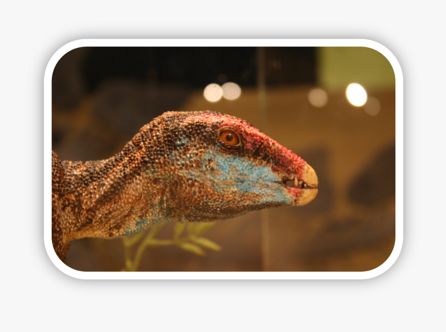 Dragon Lizard, Transparent Clipart