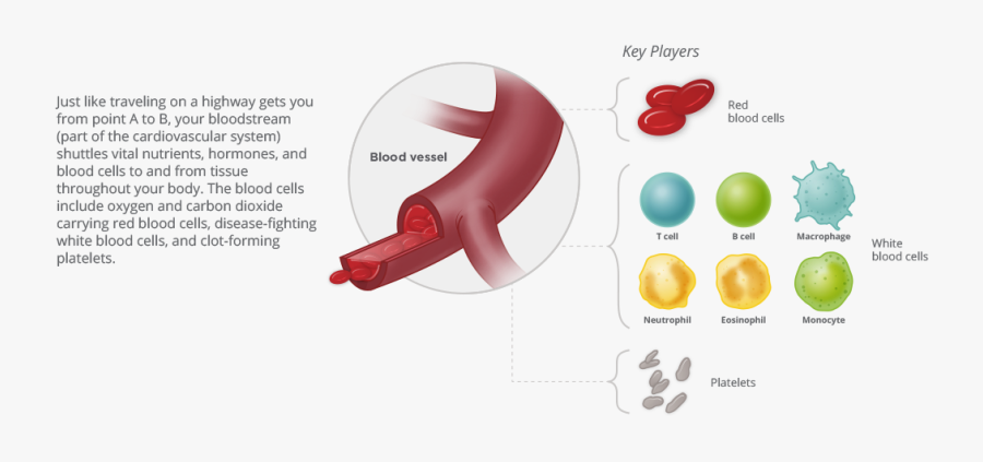 Blood Cancer Habitat - Balloon, Transparent Clipart