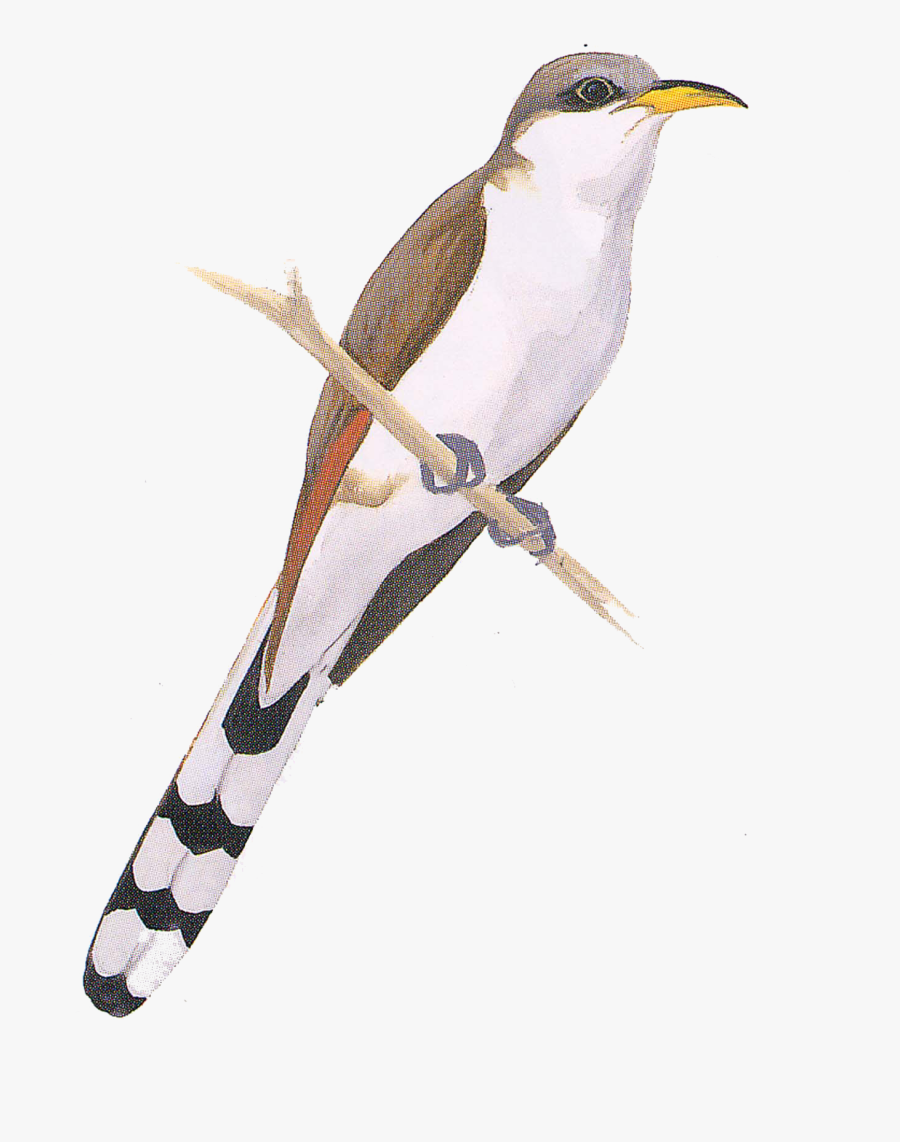 Yellow Billed Cuckoo Clipart, Transparent Clipart