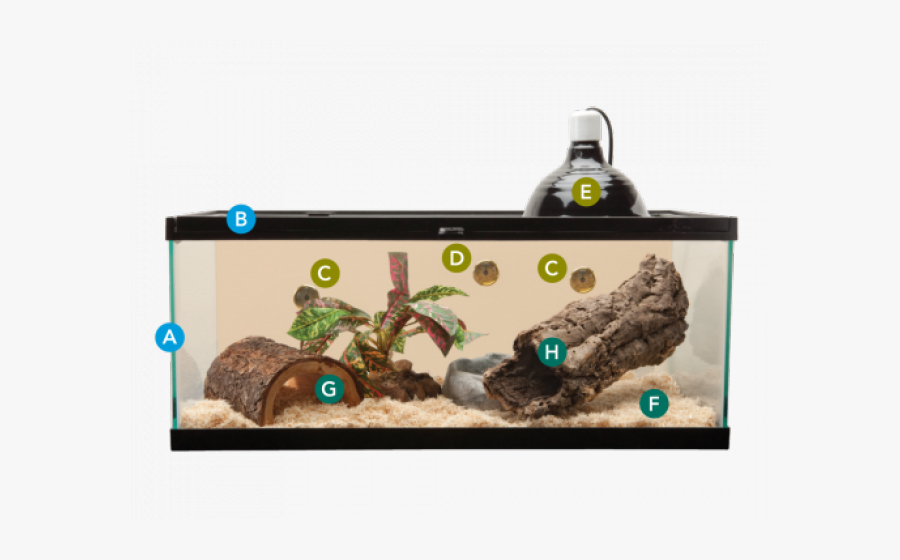 Aquarium, Transparent Clipart