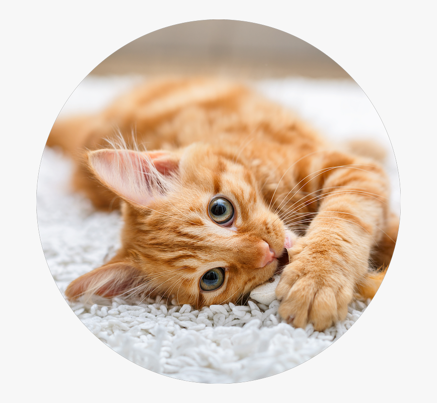House Cat Natural Habitat - Cute Cat, Transparent Clipart