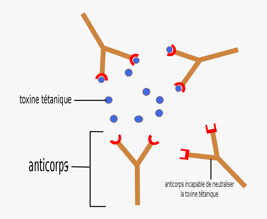 Transparent Antibody Clipart - Anticorps Antigène, Transparent Clipart