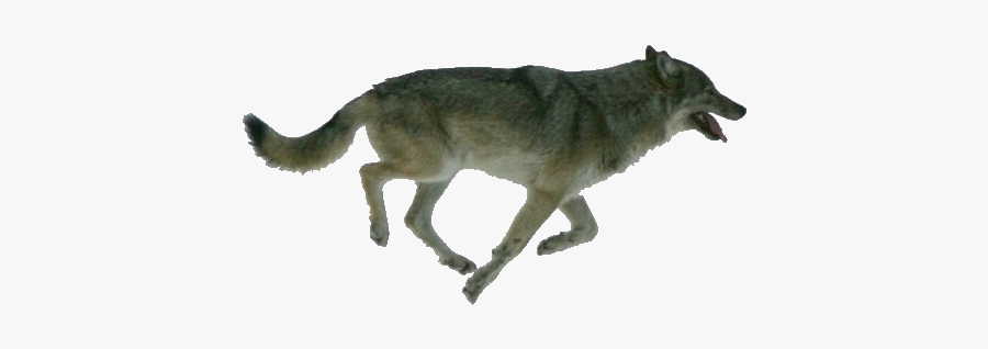 Dog Isle Royale Arctic Wolf Wolf Walking Moose - Wolf Transparent Background Running, Transparent Clipart
