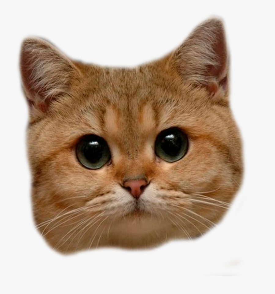 Clip Art Orange Kitten With Blue Eyes - Cat Head Transparent Background, Transparent Clipart