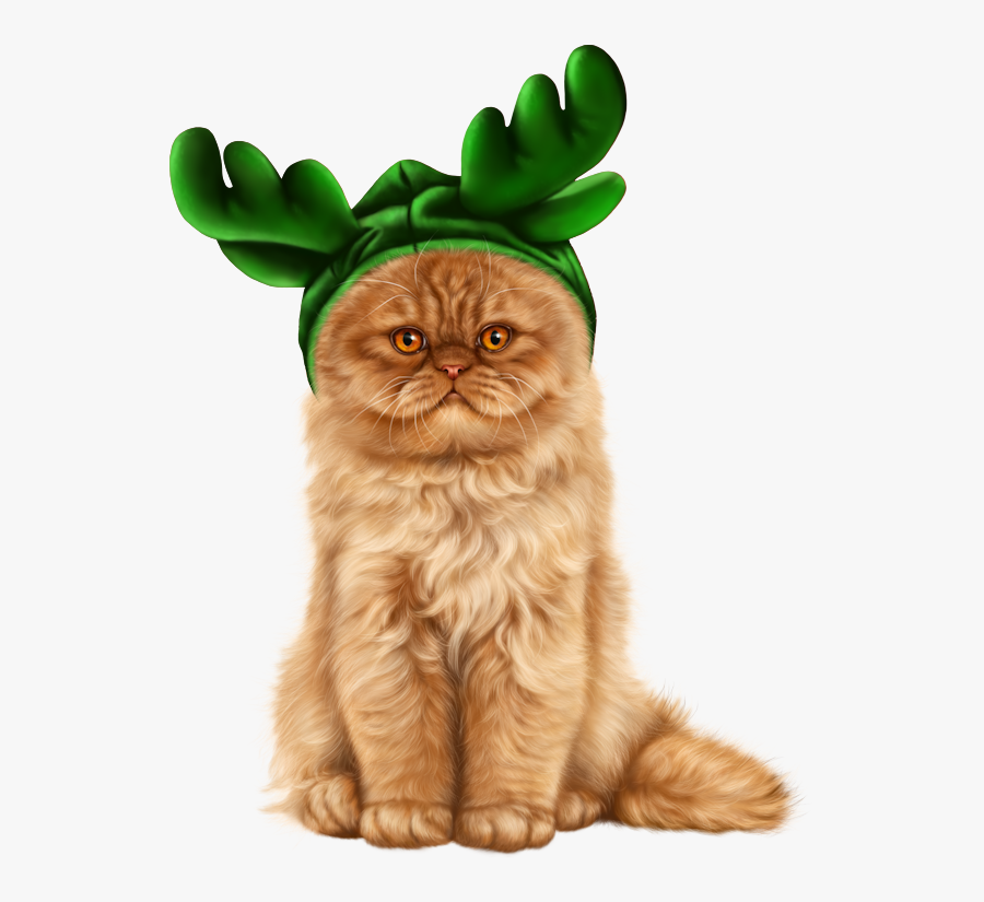 Domestic Long-haired Cat, Transparent Clipart