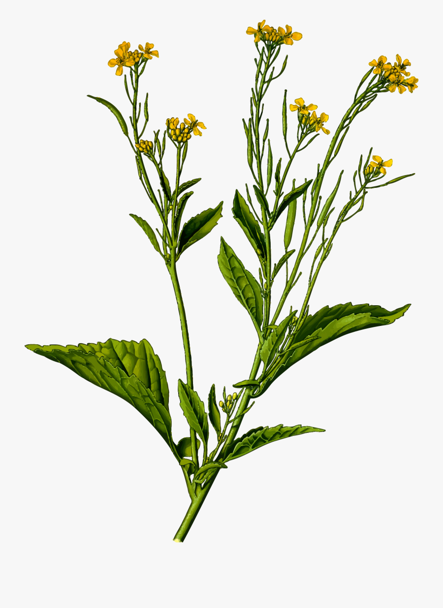 Mustard Plant,plant,flower - Brassica Juncea, Transparent Clipart