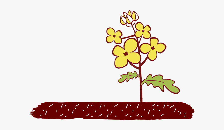 Flowering Stage, Transparent Clipart